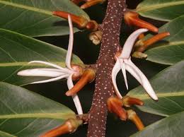 Image result for Xylopia tenuipetala