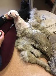 Search the world's information, including webpages, images, videos and more. Helping Poor Animals Steemit