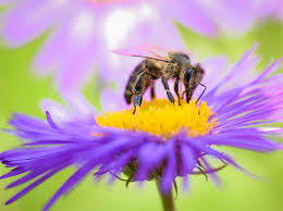 Wer sind wir und woher kommen wir? Veranstaltungen Leipzig Carolas Garten Park Hotel Leipzig