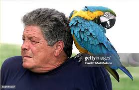 454 Rigger Stock Photos, High-Res Pictures, and Images