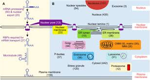 In Vivo Discovery Of Rna Proximal Proteins In Human Cells Via Proximity Dependent Biotinylation Biorxiv