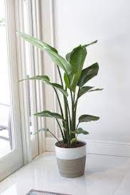 29 Best Low Light Indoor Plants 2024
