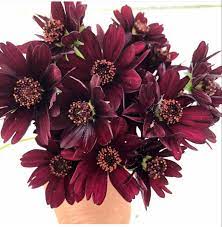 Shop For Chocolate Cosmos Flower In 2020 Chocolate Cosmos Chocolate Cosmos Flower Wholesale Flowers