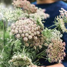 Image result for Daucus carota