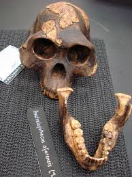 Australopithecus afarensis means southern ape of the afar region. only the prefix australo. Australopithecus Afarensis Encyclopedia Article Citizendium