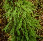 Image result for Asplenium sandersonii