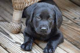 250 Best Black Dog Names That Are Just Plain Brilliant