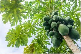 The fruit of this tree. Papaya Health Benefits