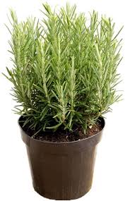See full list on wikihow.com Rosemary Plant Care How To Grow Rosemary Indoors Apartment Therapy