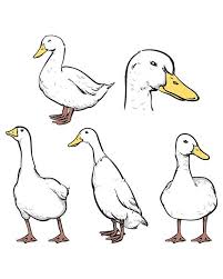 80 Off Sale Duck Isolated On A White Background Hand Drawn Etsy In 2021 Animal Sketches Duck Drawing Duck Illustration