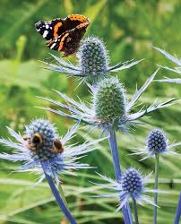 Image result for Apocynaceae subfamilies Asclepiadoideae and Secamonoideae