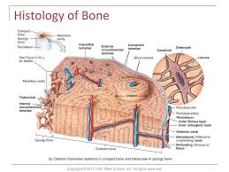 Diversity, distribution, and abundance by alasdair. Copyright C 2017 John Wiley Sons Inc All Rights Reserved Ppt Download