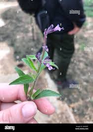 Image result for Syncolostemon canescens