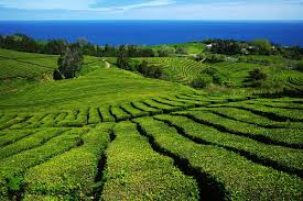 Images of tea plantations are used on tea packets and in advertising material. Cha Gorreana Europe S Tea From The Azores Azores Islands Collection