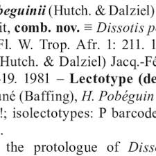 Image result for Melastomastrum segregatum
