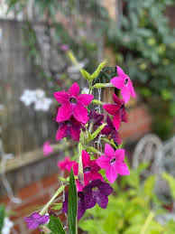 Image result for Nicotiana x sanderae `Perfume`F1