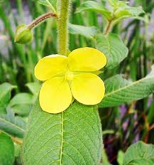 Image result for Ludwigia octovalvis