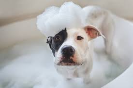 Dish Soap As A Dog Shampoo Bechewy