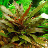 Balansae, the wide variety makes cryptocoryne an excellent choice for different positions in a planted aquarium. 1