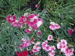 Image result for Caryophyllaceae