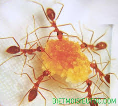 Kết quả hình ảnh cho KIẾN