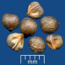 Image result for Ampelocissus obtusata