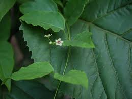 Image result for Vincetoxicum heterophyllum