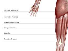 A tendon is the fibrous tissue that attaches muscle to bone in the human body. Anatomy Of The Hamstring Muscles