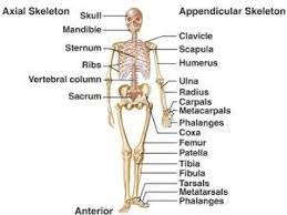 The Importance And Structure Of The Appendicular Skeleton Axial Skeleton Human Body Anatomy Interactive Anatomy