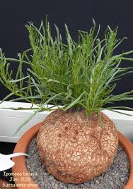 Image result for Ipomoea bolusiana