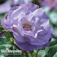 Good work culture good work life balance over all great experience. Rose Blue For You Van Meuwen