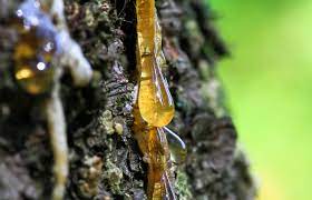 After 30 to 60 seconds, gently rub the spot until all of the tree sap is gone. How To Remove Tree Sap Quickly And Easily Lovetoknow