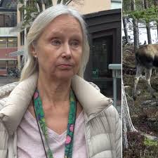 Chefen på viltenheten på Länsstyrelsen Dalarna om vad som kan ske när  skogsbolag inte följer myndighetens beslut.