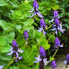 Image result for Coleus caninus