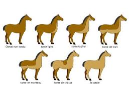 couverture du cheval la rubrique materiel d equiswap