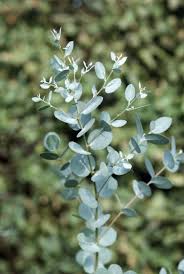 Maybe you would like to learn more about one of these? Rhs Advice Tips On Garden Indoor Plants Plant Finder Selector Rhs Gardening