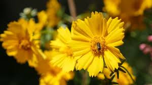 Maybe you would like to learn more about one of these? Coreopsis Auriculata Yellow Sunflower Family Stock Footage Video 100 Royalty Free 11155826 Shutterstock
