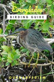 Birding For Beginners In Everglades National Park Everglades National Park National Parks Everglades