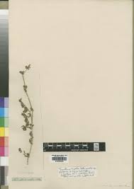 Image result for Trianthema salsoloides