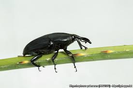 Image result for Rhynchotropis