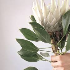 Image result for Ascolepis protea