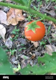 Image result for Solanum capsicoides