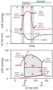 Flight status, tracking, and historical data for nolinor aviation 951 (n5951/nrl951) including scheduled, estimated, and actual departure and arrival times. Cv Physiology Ventricular Pressure Volume Relationship