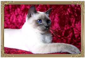Available siamese kittens by rosebud's siamese cattery, a small in home breeder located in fort wayne indiana. Traditional Siamese Cat Breeder Kittens For Sale Applehead Old Style Siamese Balinese Kittens For Sale In Illinois Chica Siamese Cat Breeders Siamese Cats Cats