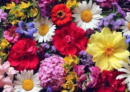 They are bright, desired, pleasantly smell. Flower Meanings By Type Name Color And Occasion The Flower Expert