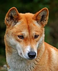 The Gorgeous Face Of The Dingo Photo By Janice Amato Australian Native Animals Australian Animals Wild Dogs