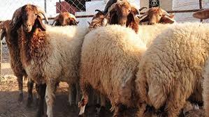 يذكر أن الاتحاد العربي لعلوم الفضاء والفلك، توقع أن يتمم شهر رمضان 30 يوما ليحل عيد الفطر يوم الخميس الموافق 13 مايو. Ø¥Ø¬Ø§Ø²Ø© Ø¹ÙØ¯ Ø§ÙØ£Ø¶Ø­Ù 1442 Ø§ÙØ®Ø¯ÙØ© Ø§ÙÙØ¯ÙÙØ© ÙÙØªØ¨ØªÙ Ø­ÙÙÙ