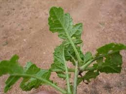 Image result for Erucastrum arabicum