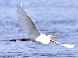 White Bird With Long Legs And Long Beak White Egret In 2020 White Egret Coastal Birds Bird Calls