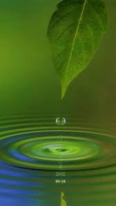 Pin By Patri C On Color Boards Leaf Nature Nature Photography